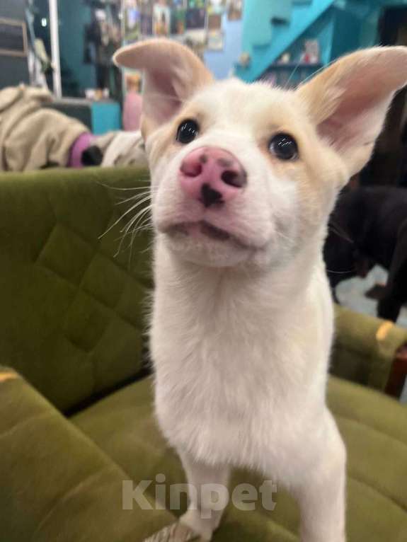 Собаки в Лосином-Петровском: Пинки ,якутенок с розовым носом Девочка, Бесплатно - фото 4