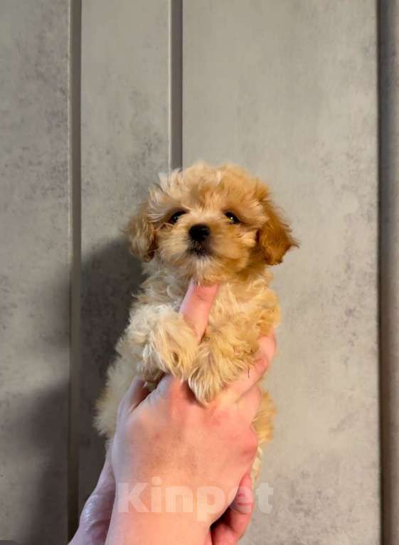 Собаки в Казани: Мальтипу F1  Девочка, 130 руб. - фото 7