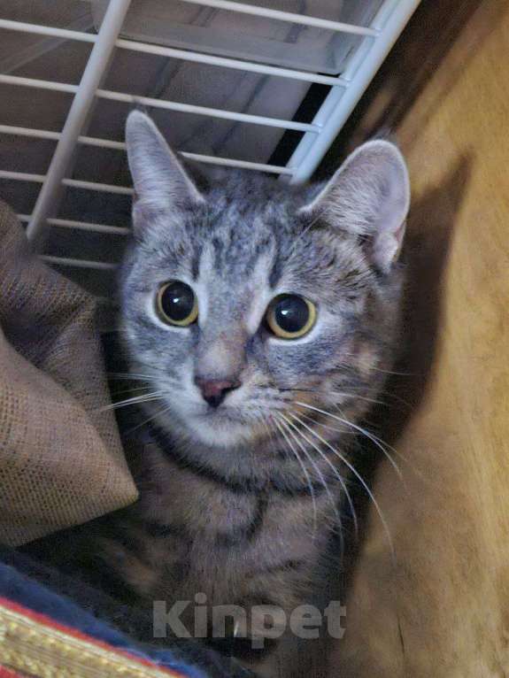 Кошки в Москве: малышка Алиска ищет дом Девочка, Бесплатно - фото 6