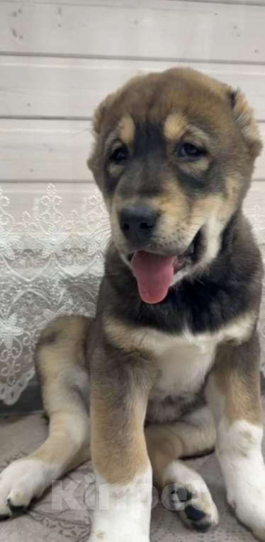 Собаки в других городах Московской области: Алабай Девочка, 50 000 руб. - фото 2