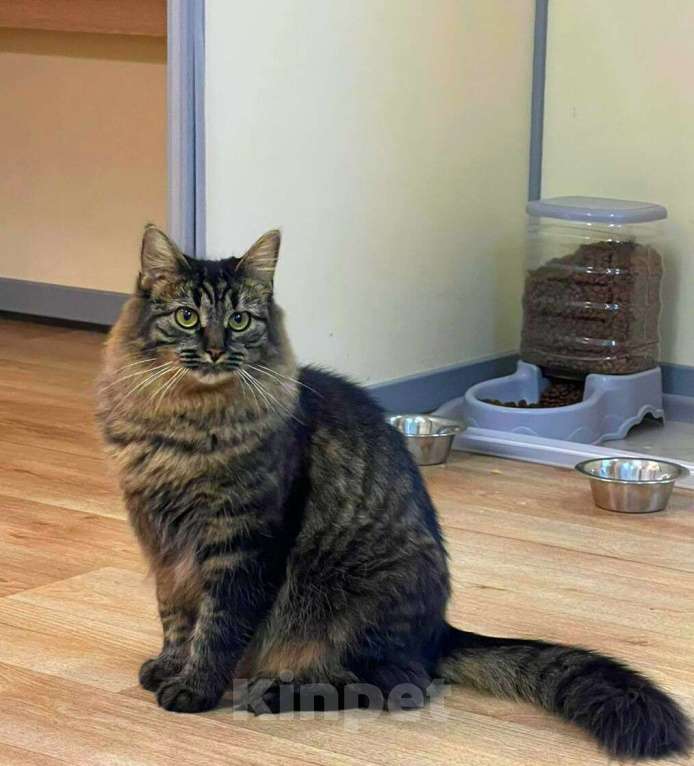 Кошки в Москве: Сибирская красавица-кошка Плюша в добрые руки Девочка, 1 руб. - фото 5