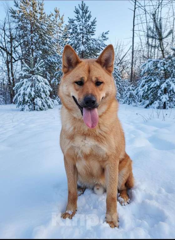 Собаки в Москве: Брутальный красавец Рич ищет хозяев! Мальчик, Бесплатно - фото 3