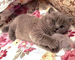Кошки в Москве: Британские к/ш голубые котята  Мальчик, Бесплатно - фото 6