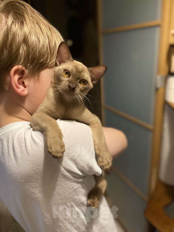 Кошки в Нижнем Новгороде: Бурманские котята Разнополые, 35 000 руб. - фото 7