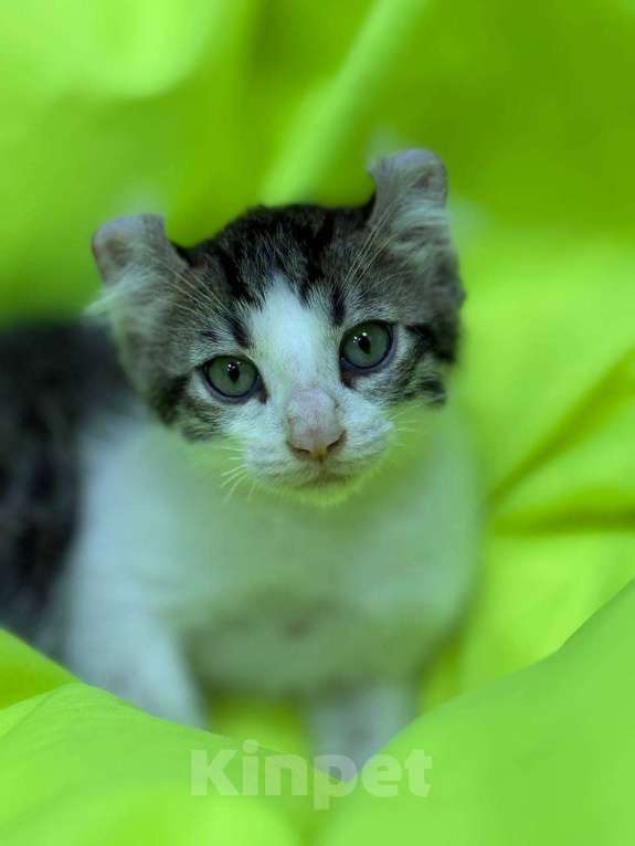 Кошки в Москве: Необыкновенный кот Мальчик, 20 000 руб. - фото 2