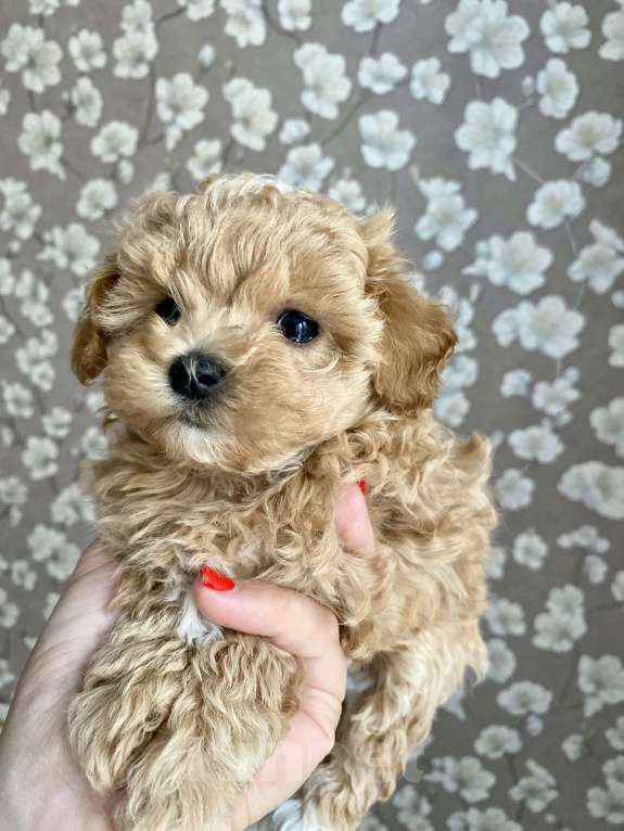 Собаки в Москве: Мальтипу девочка 2 месяца  Девочка, 200 000 руб. - фото 6