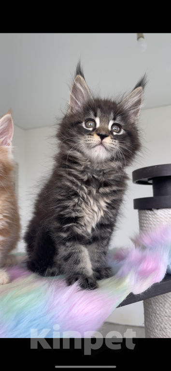 Кошки в Москве: Мейн кун Девочка, Бесплатно - фото 3