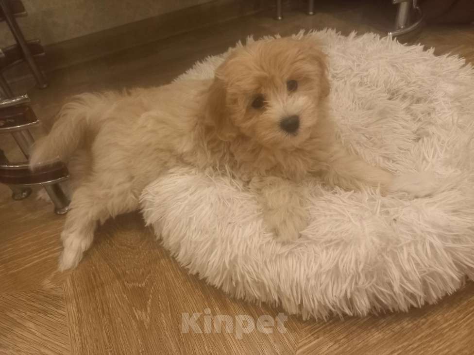 Собаки в других городах Московской области: Девочка Вася Девочка, 50 000 руб. - фото 3