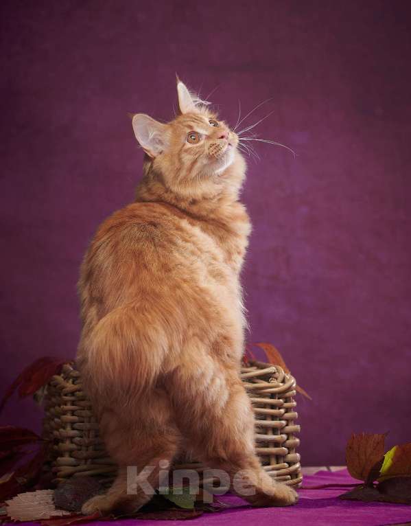 Кошки в других городах Алтайского края: Charli Tender Bobs Мальчик, Бесплатно - фото 3