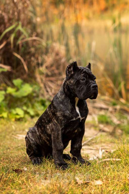 Собаки в Нижнем Новгороде: щенок кане корсо КАНЕ МЕЛОДИ Девочка, 90 000 руб. - фото 4