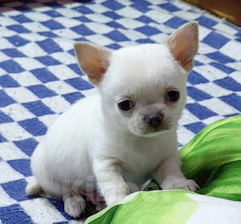Собаки в Москве: Чихуахуа. Мальчик Мальчик, 50 000 руб. - фото 3