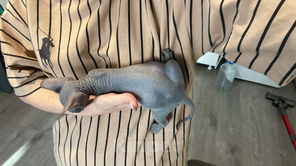 Кошки в Ростове-на-Дону: Канадский сфинкс  Мальчик, Бесплатно - фото 7