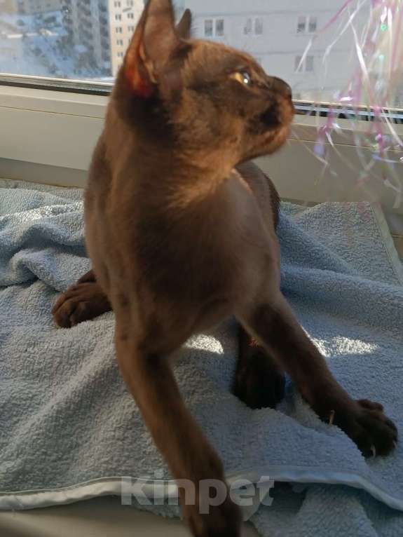 Кошки в Ростове-на-Дону: Европейская бурма  Мальчик, 65 000 руб. - фото 3