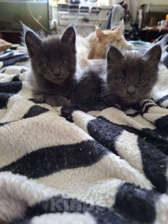 Кошки в Москве: Голубой мальчик Мальчик, 20 000 руб. - фото 6