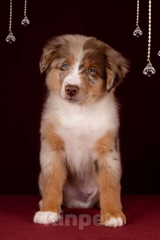 Собаки в Москве: Питомник предлагает щенков Миниатюрной Американской овчарки Разнополые, Бесплатно - фото 1