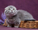 Кошки в Барнауле: Котик Юпитер💎 Мальчик, Бесплатно - фото 8