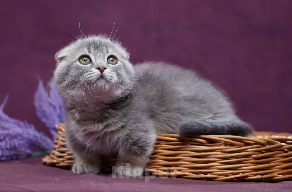 Кошки в Барнауле: Котик Юпитер💎 Мальчик, Бесплатно - фото 8