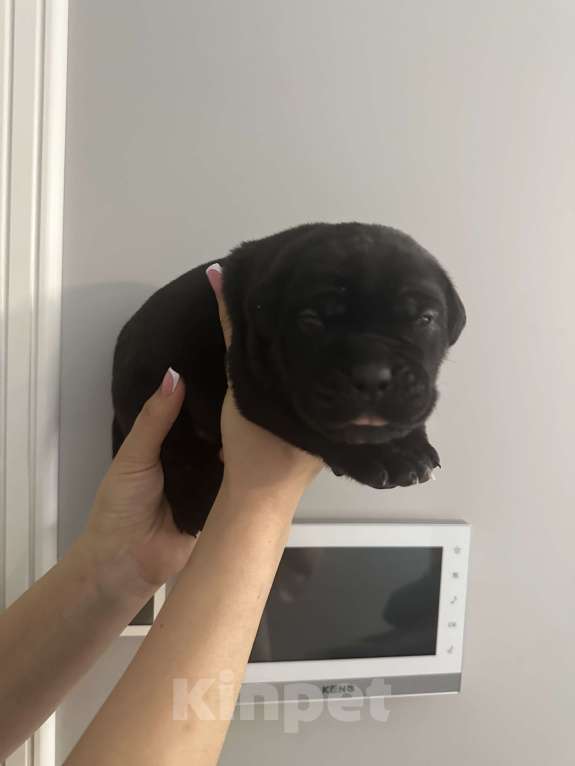 Собаки в других городах Московской области: Щенки Кане-корсо Девочка, 45 000 руб. - фото 3