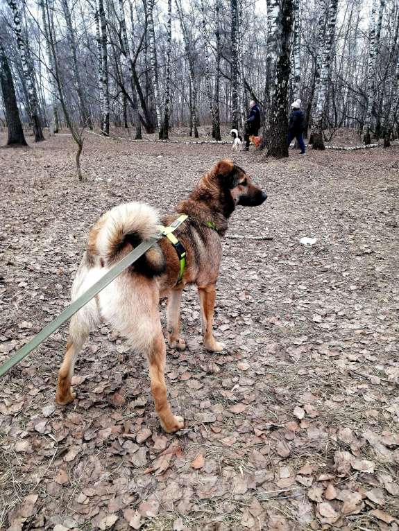 Собаки в Москве: Ральфи, молодой добрый игрун в хорошие руки! Мальчик, Бесплатно - фото 6