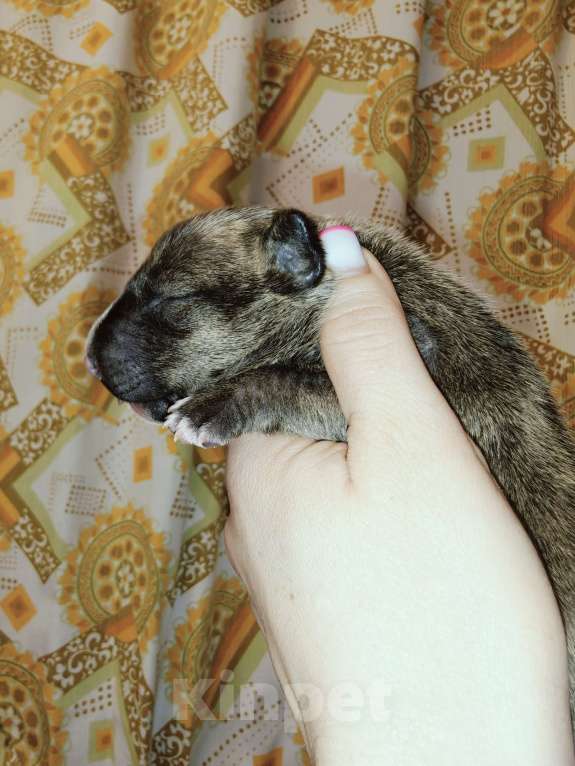 Собаки в Москве: Бультерьер стандартный, щенок Мальчик, Бесплатно - фото 5