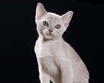 Кошки в Барнауле: Бурманский котенок Мальчик, Бесплатно - фото 1