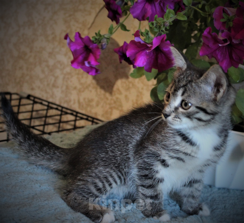 Кошки в Бору: Котята в добрые руки Девочка, 100 руб. - фото 1
