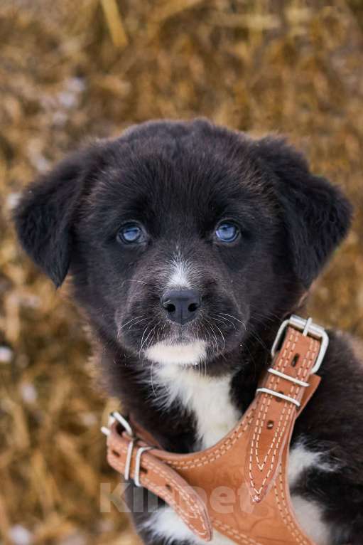 Собаки в Москве: щенок Тимка ищет дом Мальчик, Бесплатно - фото 1