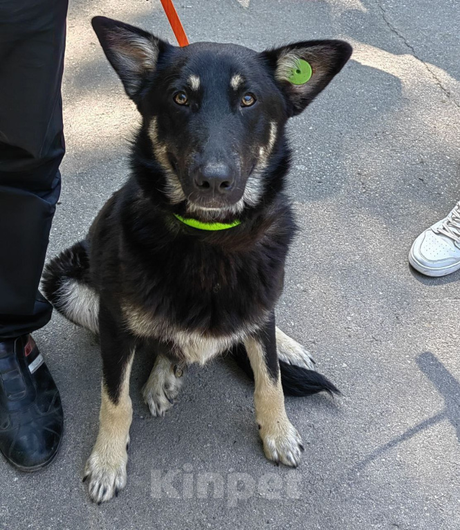 Собаки в Рязани: Гоша - умный городской пёс Мальчик, Бесплатно - фото 1