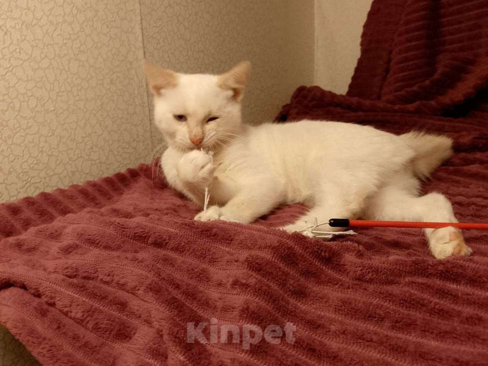 Кошки в Москве: Котёнок в добрые руки  Мальчик, Бесплатно - фото 5