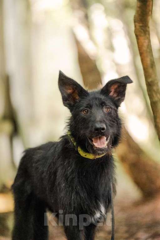 Собаки в Москве: Высокий бородатик Брэд в добрые руки Мальчик, Бесплатно - фото 6