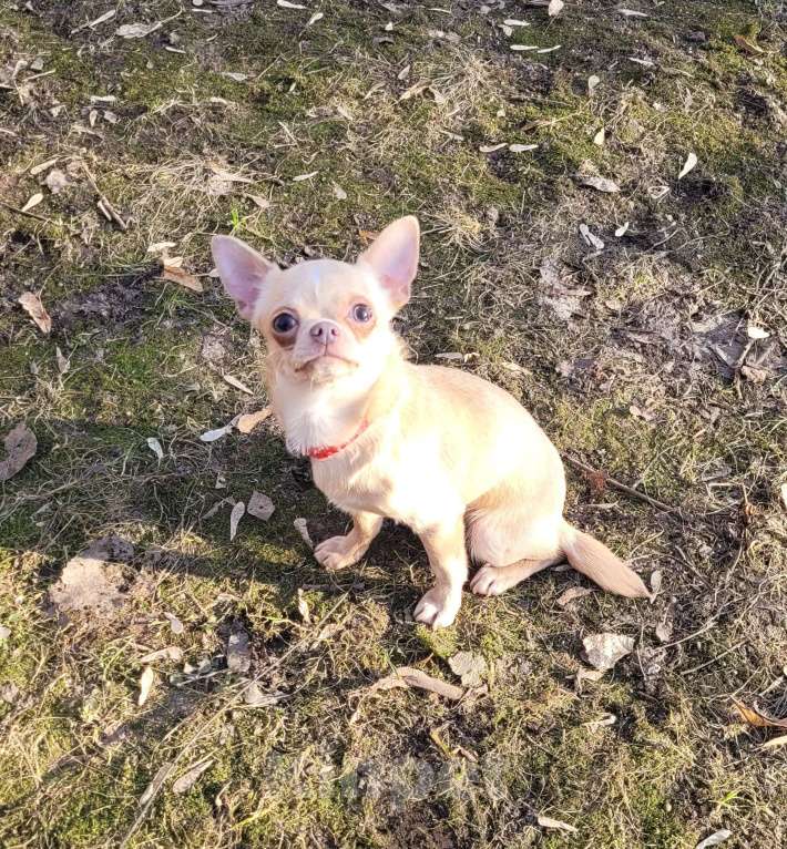 Собаки в Москве: Девочка Чихуахуа лиловая Девочка, Бесплатно - фото 2