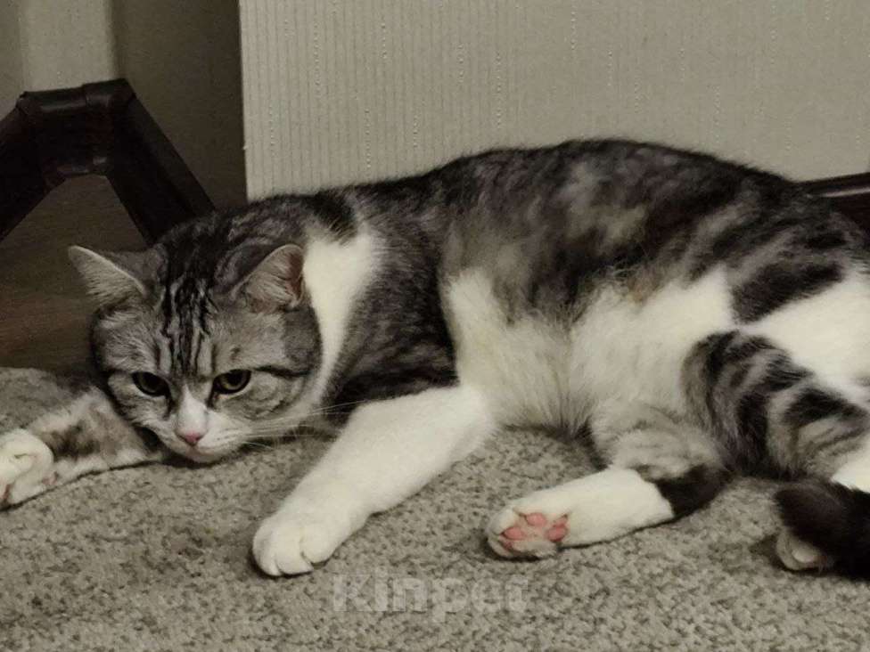 Кошки в других городах Московской области: Федор ищет дом Мальчик, Бесплатно - фото 4