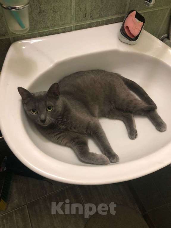 Кошки в Москве: Ириска  Девочка, Бесплатно - фото 5