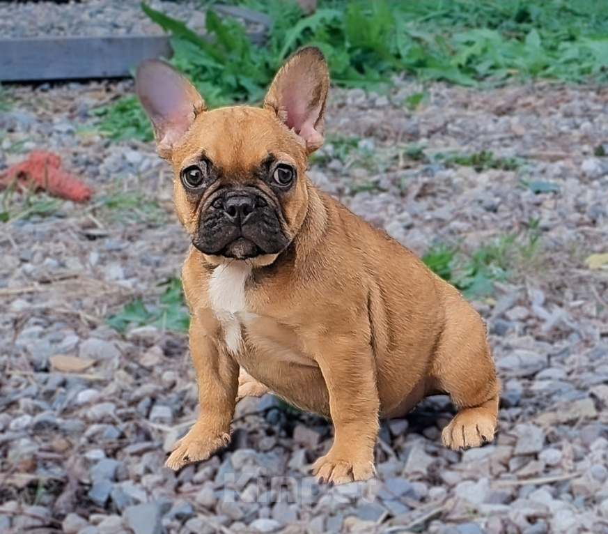Собаки в Москве: Французский бульдог девочка палевая Девочка, 50 000 руб. - фото 1