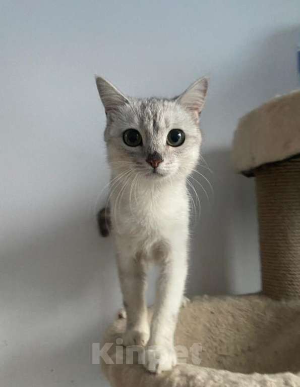 Кошки в Москве: Котенок британской серебристой шиншиллы Ламия в дар Девочка, 1 руб. - фото 2