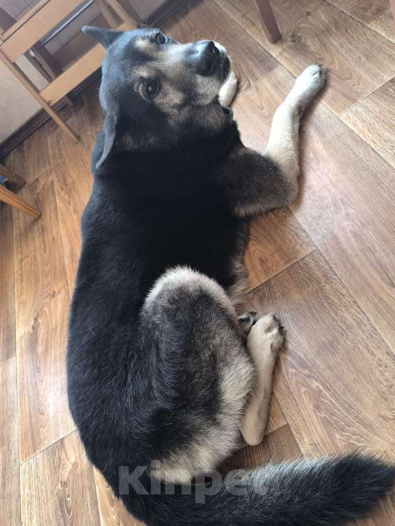 Собаки в Санкт-Петербурге: Гордон Мальчик, Бесплатно - фото 2