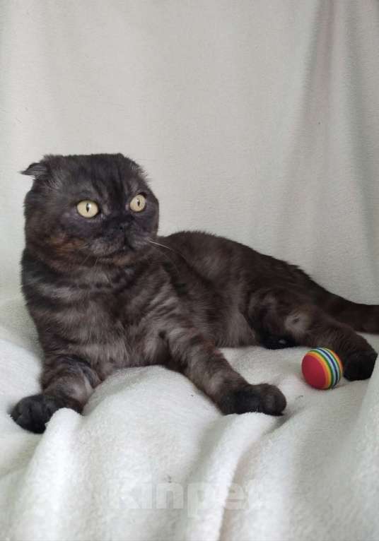 Кошки в Санкт-Петербурге: Ласковый шотландец ищет дом Мальчик, Бесплатно - фото 3