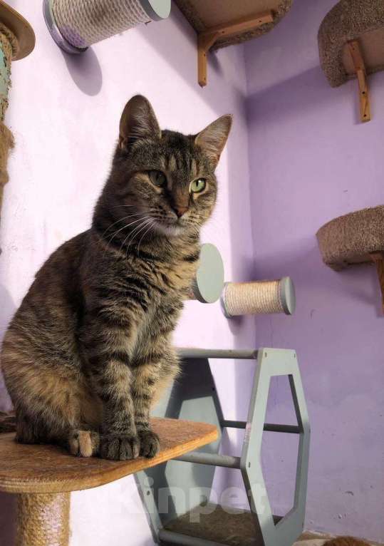 Кошки в Дмитрове: Молодая кошечка Соня. Девочка, Бесплатно - фото 7