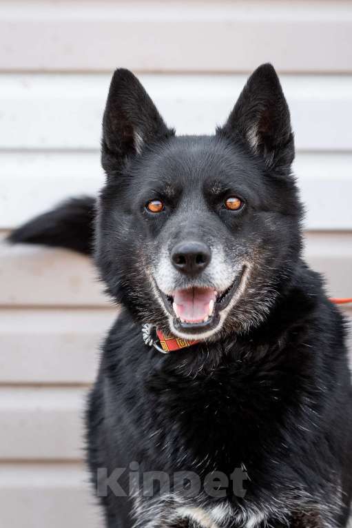 Собаки в Москве: Кама. Мудрость в ее глазах Девочка, Бесплатно - фото 3