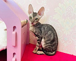 Кошки в Губкине: Котенок корниш рекс Девочка, 70 000 руб. - фото 1