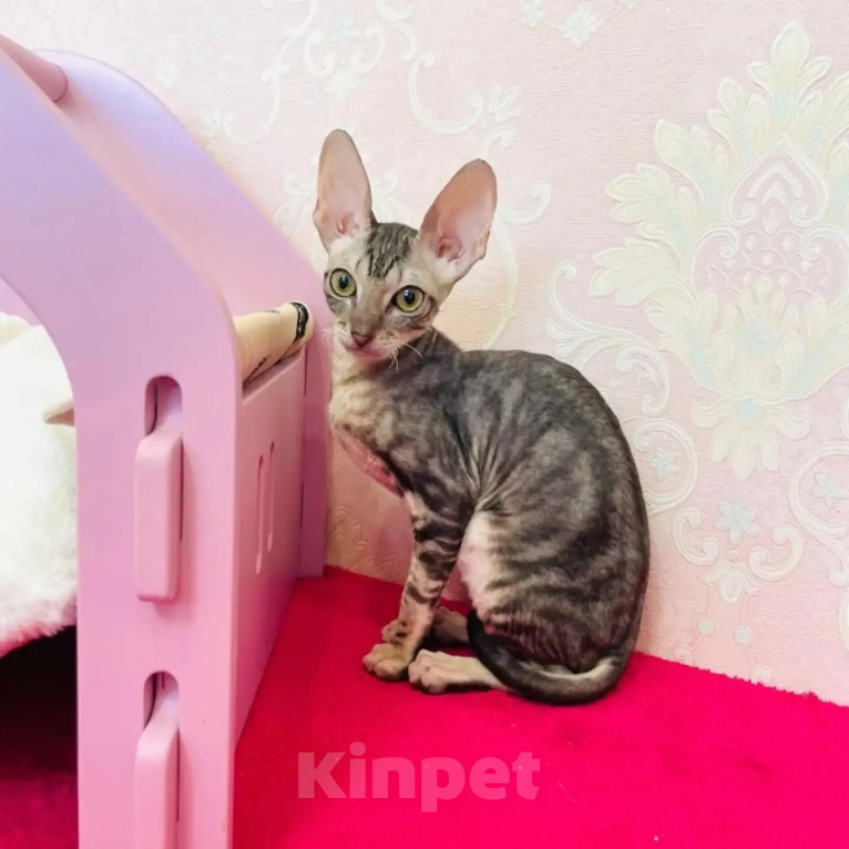Кошки в Губкине: Котенок корниш рекс Девочка, 70 000 руб. - фото 1