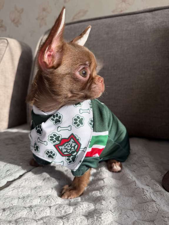 Собаки в Ижевске: Щенок чихуахуа Мальчик, 50 000 руб. - фото 1