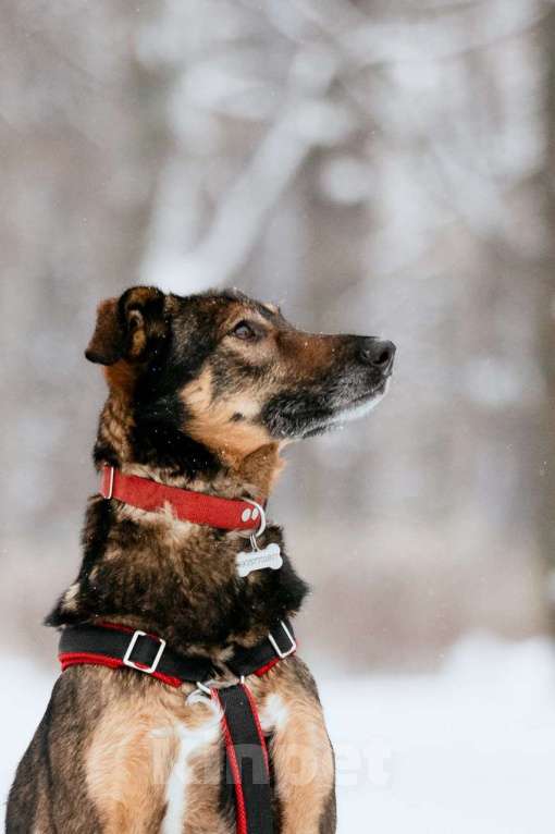 Собаки в Москве: Очаровательная Джума ищет дом Девочка, Бесплатно - фото 10