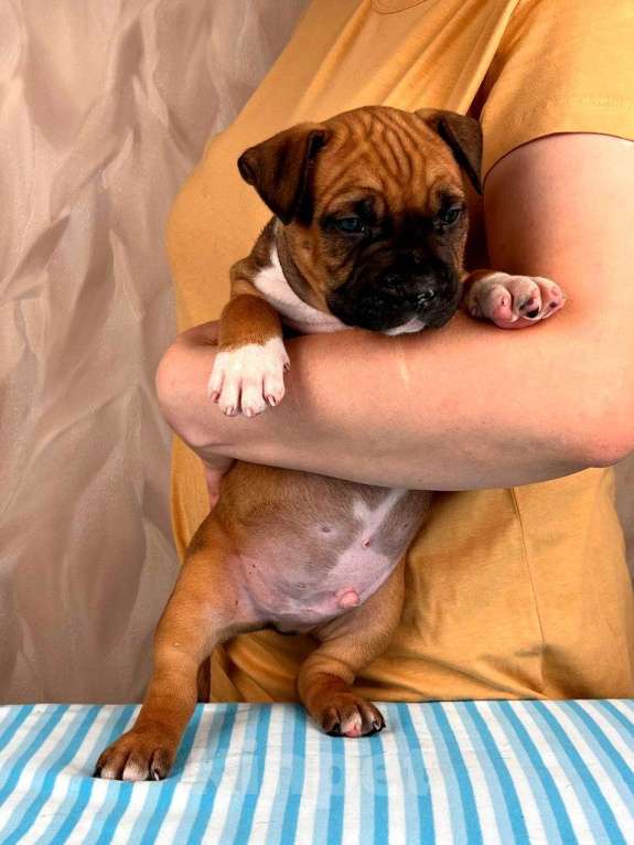 Собаки в Москве: Красивые мальчики амстаффа  Мальчик, 80 000 руб. - фото 5