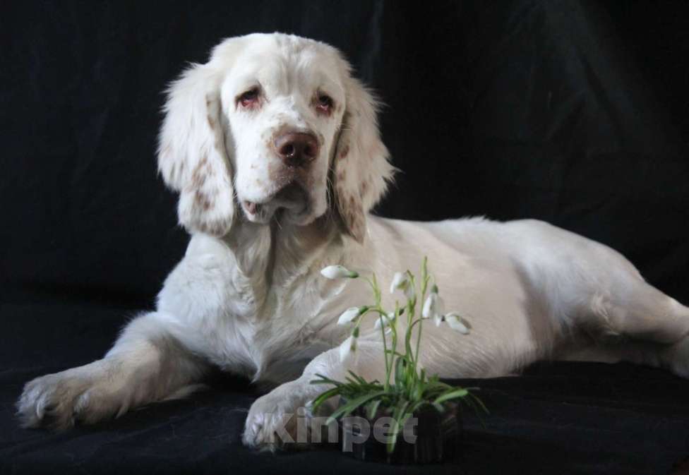 Собаки в Омске: Щенок кламбер спаниеля  Девочка, 90 000 руб. - фото 2