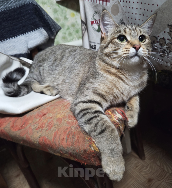 Кошки в Первоуральске: Буся в добрые руки Девочка, Бесплатно - фото 3