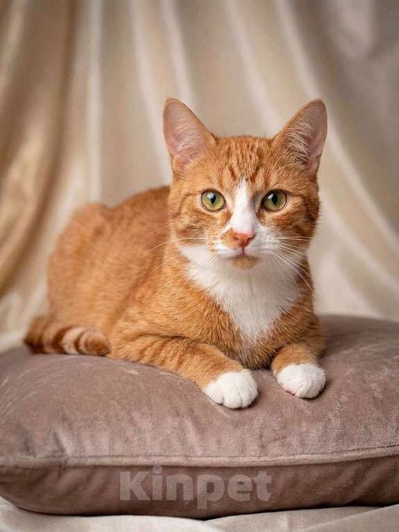 Кошки в Москве: Маленькая дачная сирота ищет дом и человека Девочка, 10 руб. - фото 5