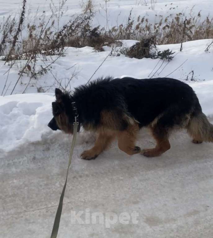 Собаки в Перми: Потерялась сука длиношерстной немецкой овчарки Девочка, 10 000 руб. - фото 3