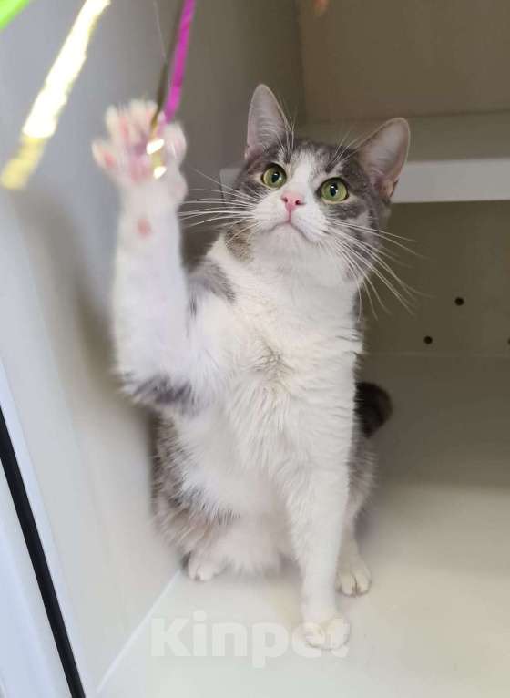 Кошки в Москве: Котик Томас ищет хозяев Мальчик, Бесплатно - фото 4