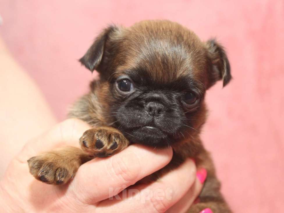 Собаки в Санкт-Петербурге: Щенок пти брабансона  Мальчик, 80 000 руб. - фото 9